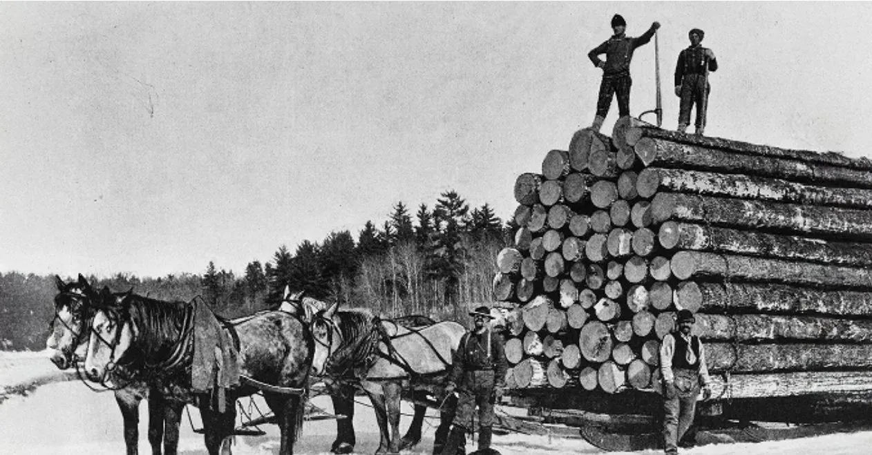 Tiro de caballos de carga arrastrando un trineo con una pila altísima de troncos de pino, con dos leñadores parados arriba de la carga