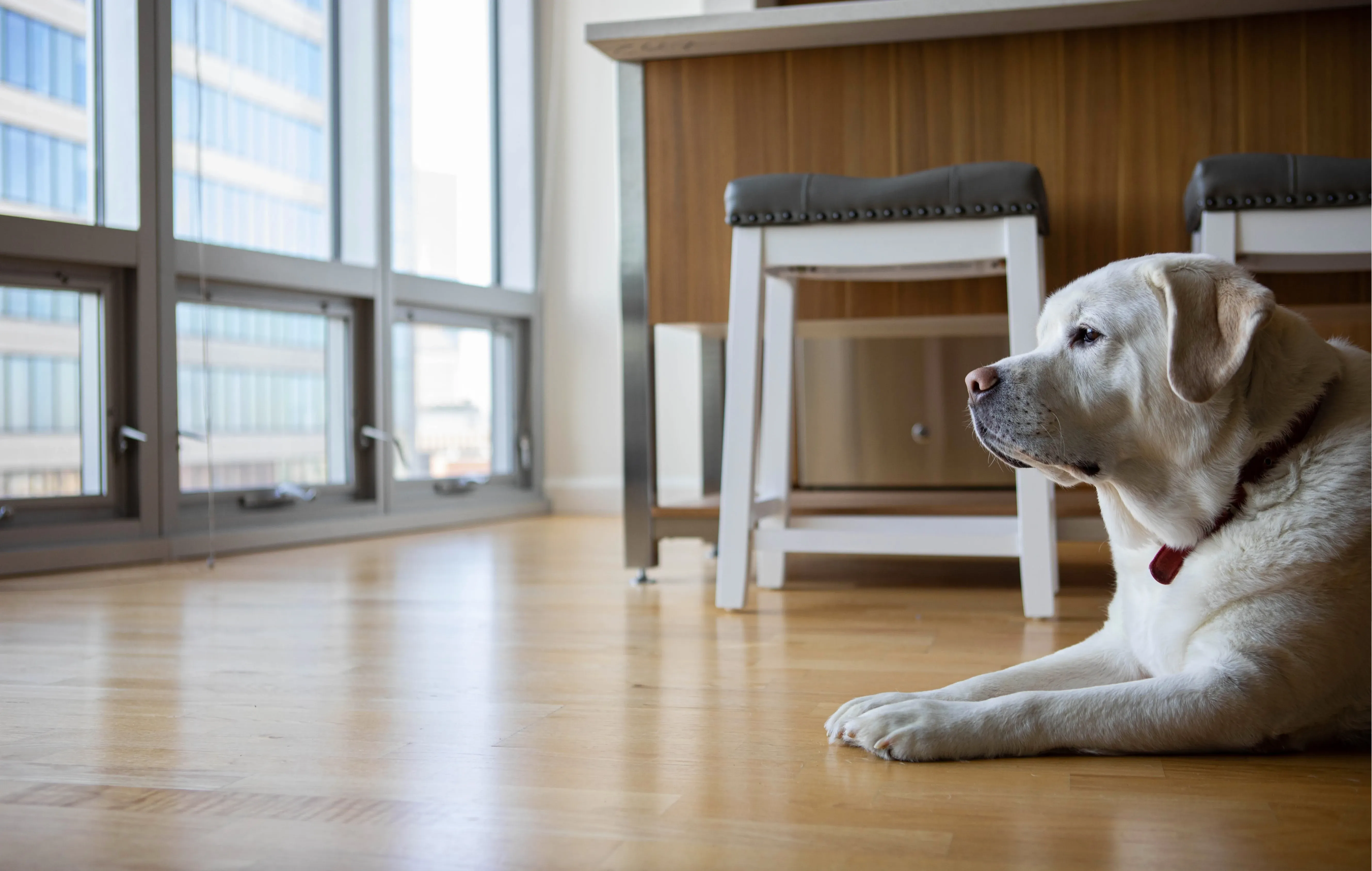 Yellow Labrador lying on light wood-look flooring beside a kitchen island